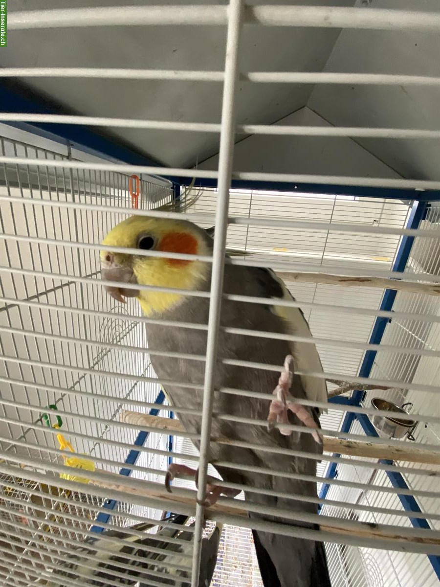 Bild 5: 4 Nymphensittiche + Vogelkäfig und weiteres Zubehör