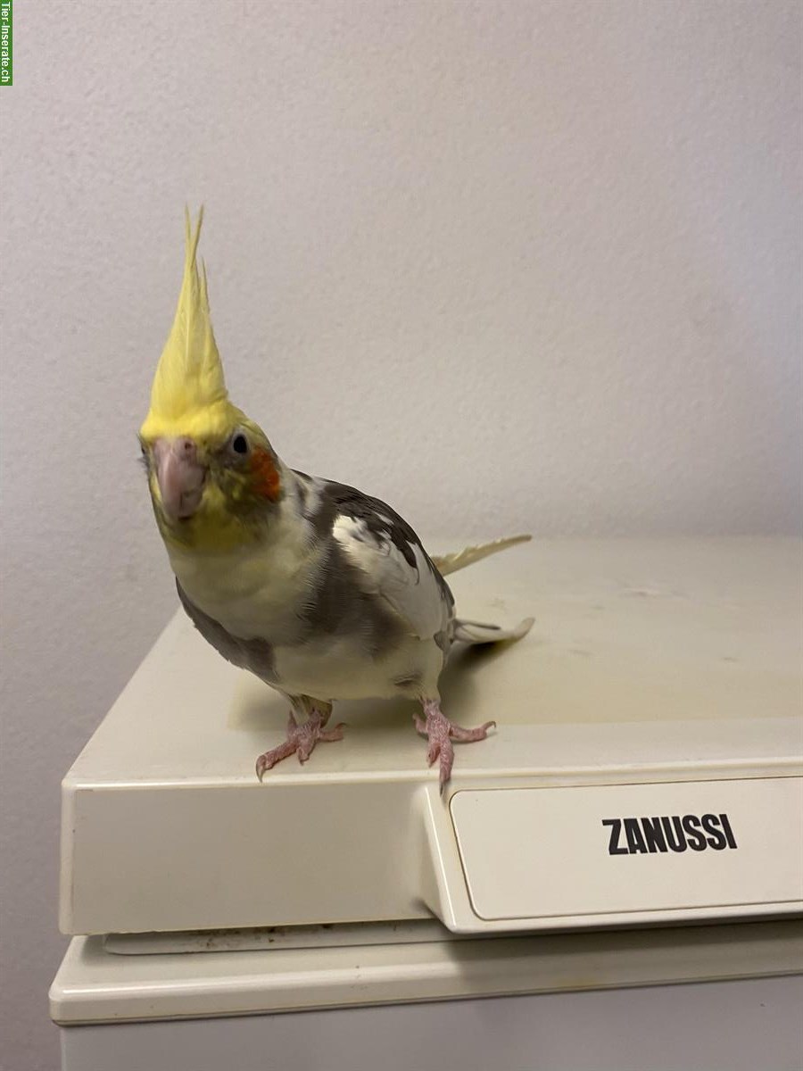 Bild 6: 4 Nymphensittiche + Vogelkäfig und weiteres Zubehör