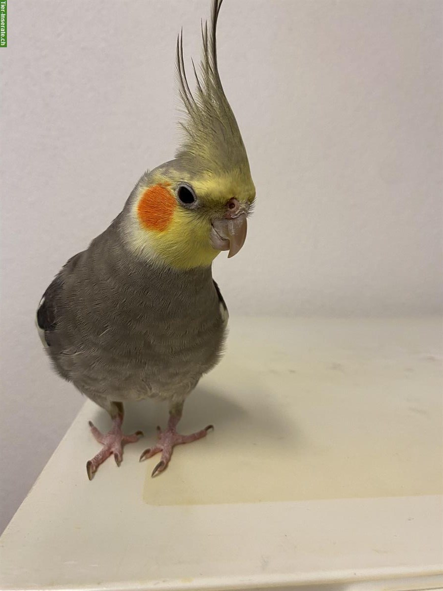 Bild 8: 4 Nymphensittiche + Vogelkäfig und weiteres Zubehör