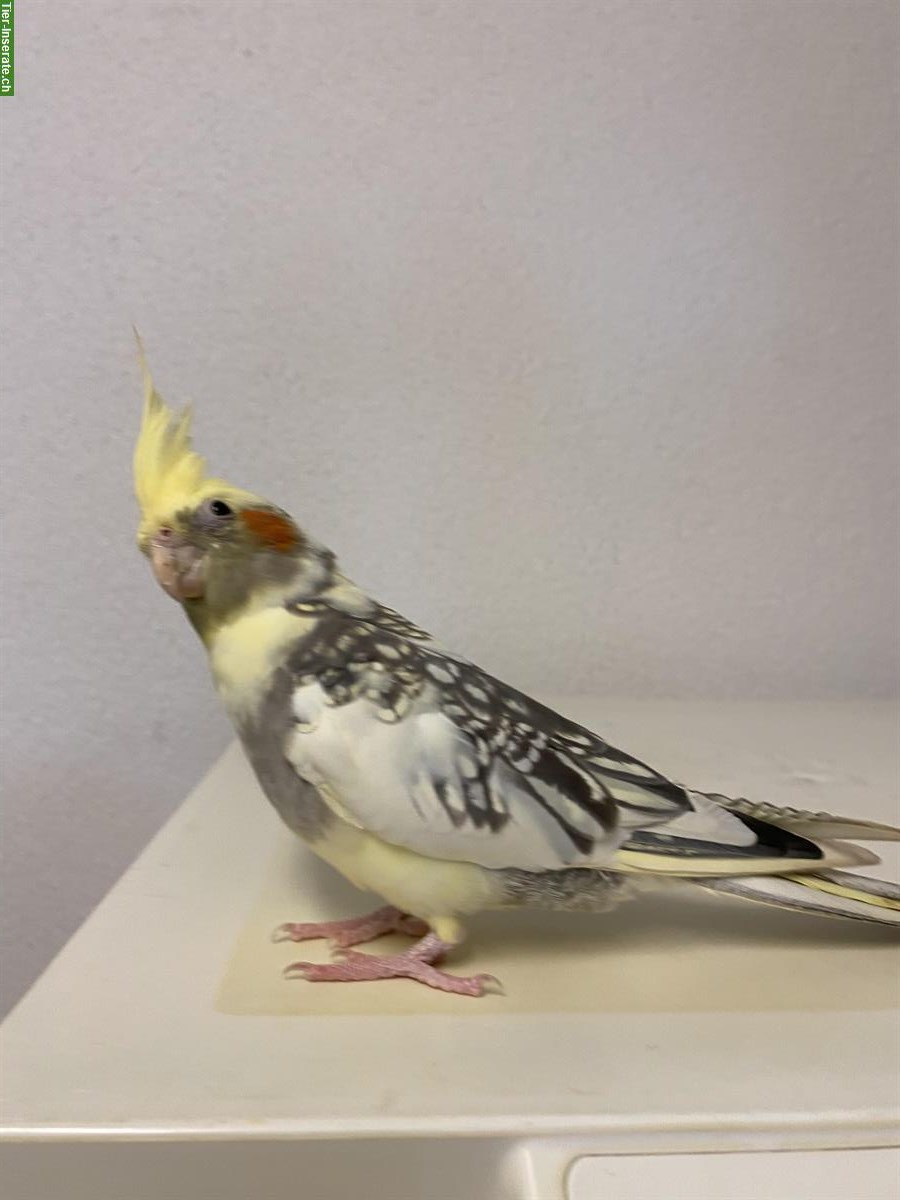 Bild 9: 4 Nymphensittiche + Vogelkäfig und weiteres Zubehör