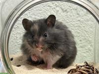 Herziges Teddyhamster Mädel
