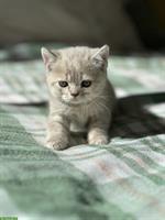 Britisch Kurz-/Langhaar Kitten suchen liebes Zuhause