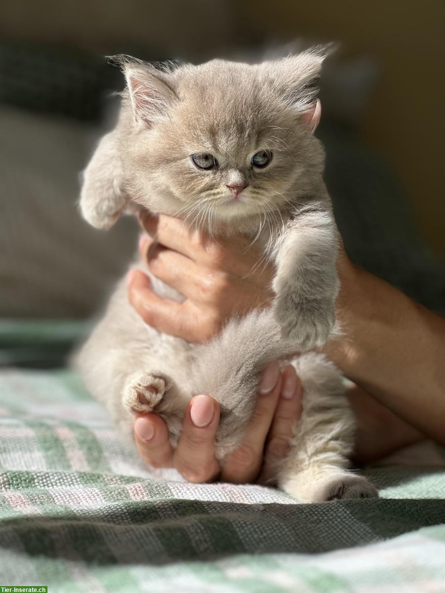 Bild 2: Britisch Kurz-/Langhaar Kitten suchen liebes Zuhause