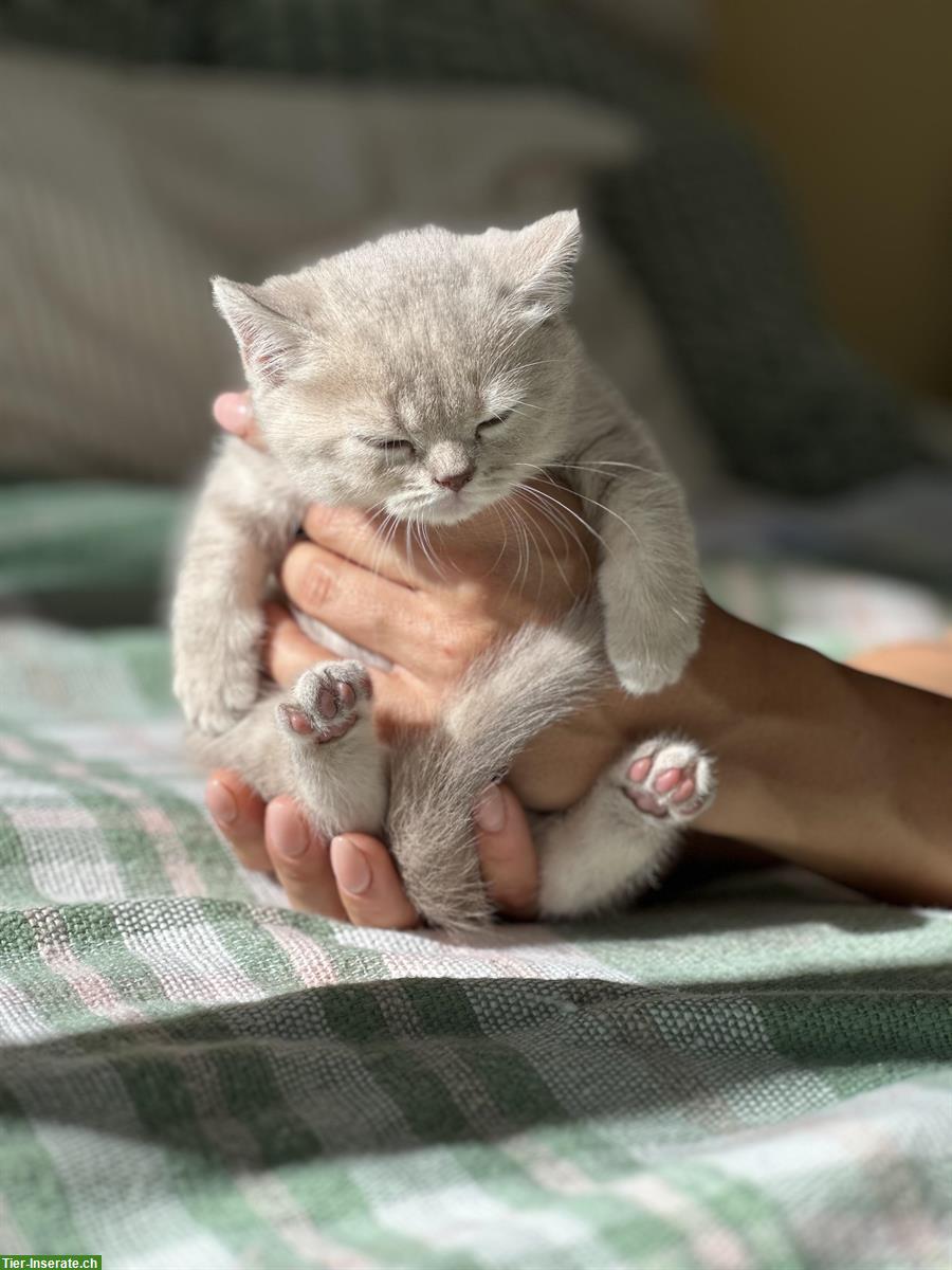 Bild 4: Britisch Kurz-/Langhaar Kitten suchen liebes Zuhause