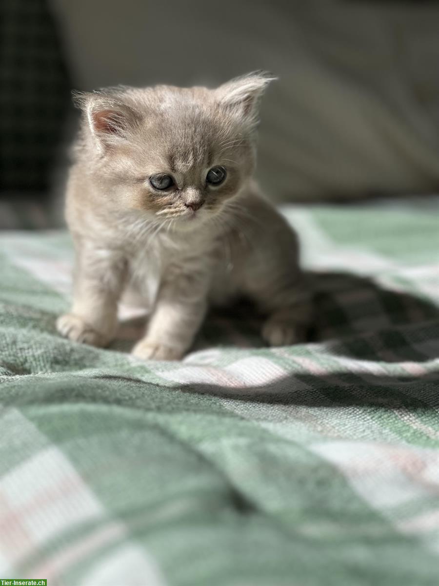 Bild 5: Britisch Kurz-/Langhaar Kitten suchen liebes Zuhause