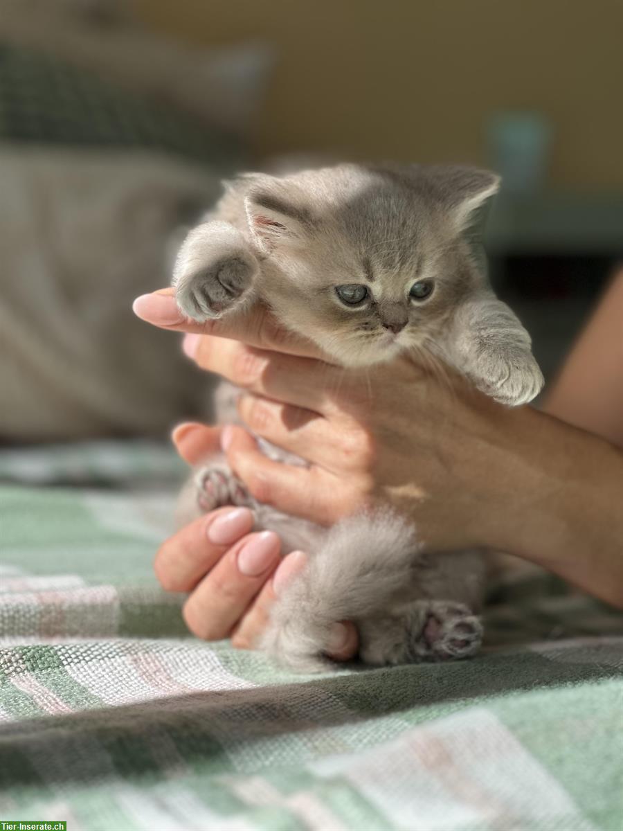 Bild 6: Britisch Kurz-/Langhaar Kitten suchen liebes Zuhause