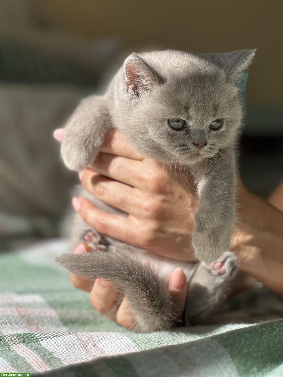 Bild 7: Britisch Kurz-/Langhaar Kitten suchen liebes Zuhause