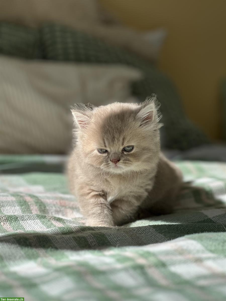 Bild 8: Britisch Kurz-/Langhaar Kitten suchen liebes Zuhause