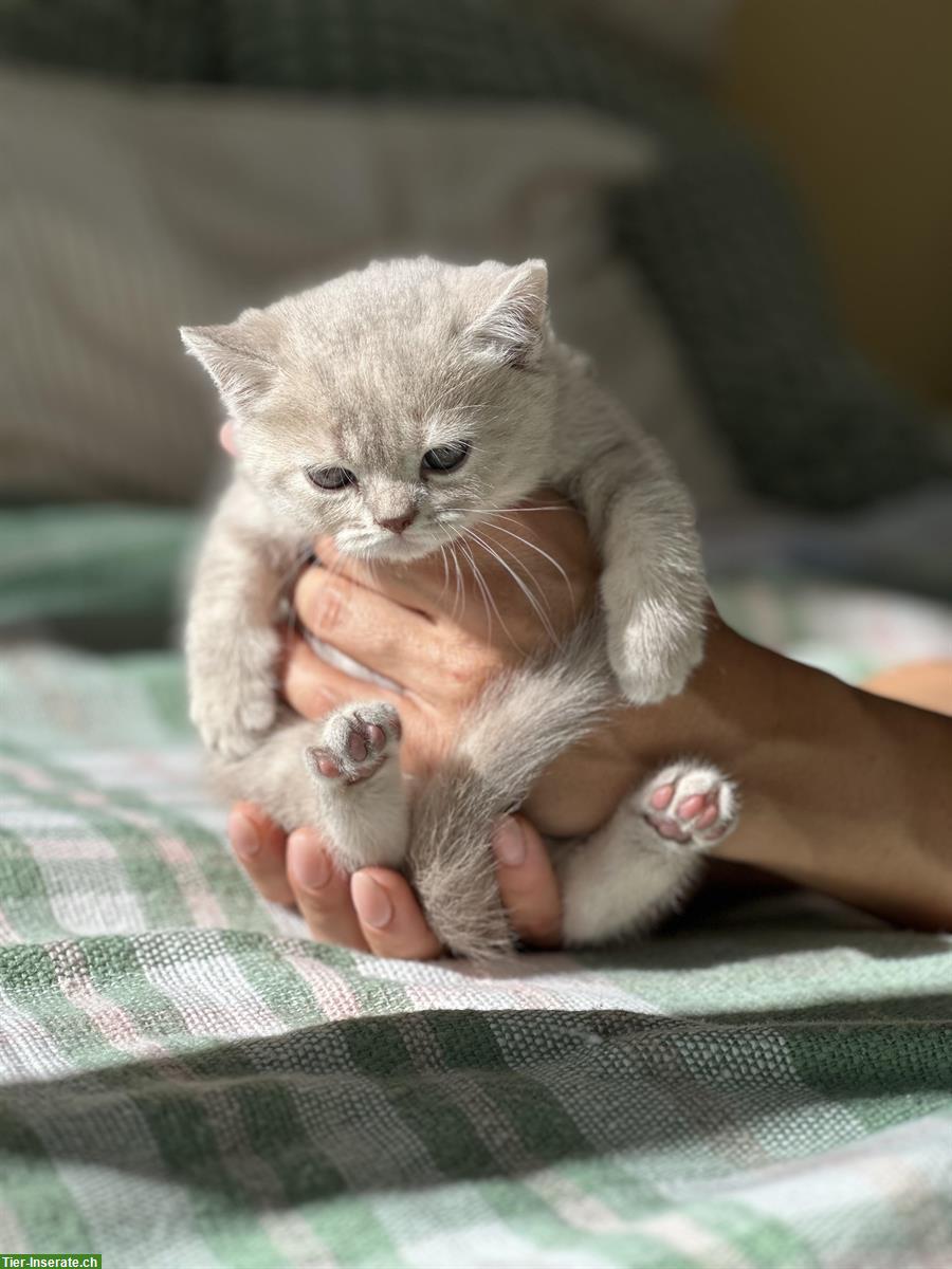 Bild 9: Britisch Kurz-/Langhaar Kitten suchen liebes Zuhause