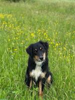 Treuer Mischlingshund 🐶 vom Bauernhof