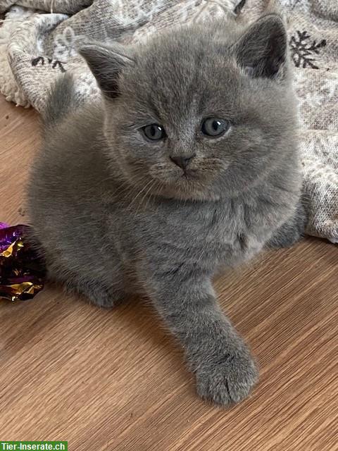 Bezaubernde BKH Kitten in beliebter Farbe blue zu verkaufen