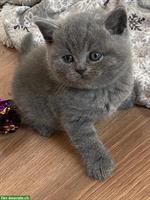 Bezaubernde BKH Kitten in beliebter Farbe blue zu verkaufen