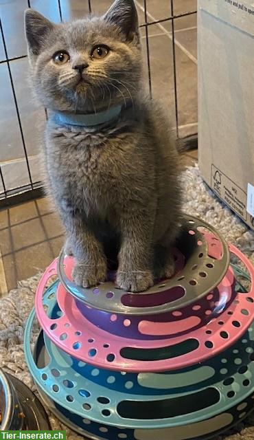 Bild 2: Bezaubernde BKH Kitten in beliebter Farbe blue zu verkaufen