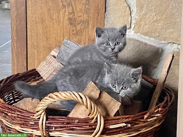 Bild 3: Bezaubernde BKH Kitten in beliebter Farbe blue zu verkaufen