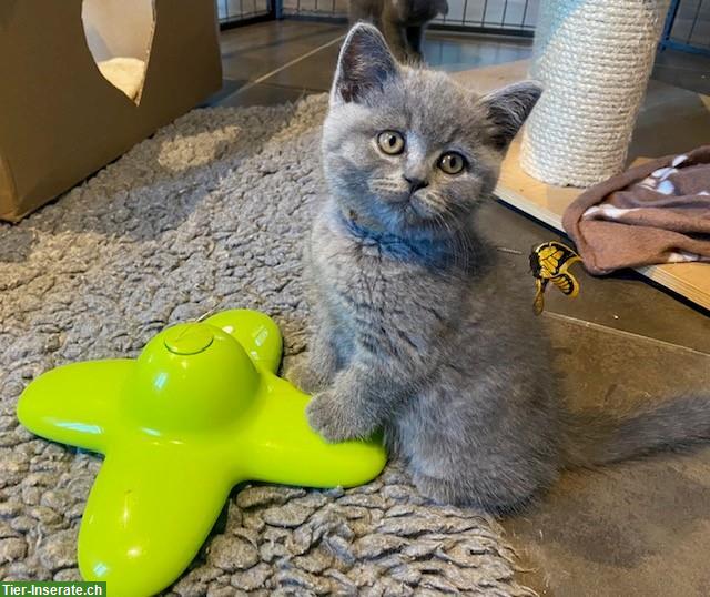 Bild 4: Bezaubernde BKH Kitten in beliebter Farbe blue zu verkaufen