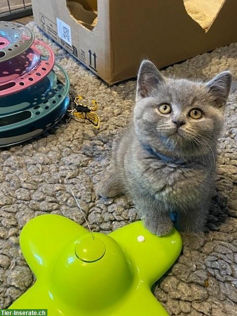 Bild 5: Bezaubernde BKH Kitten in beliebter Farbe blue zu verkaufen