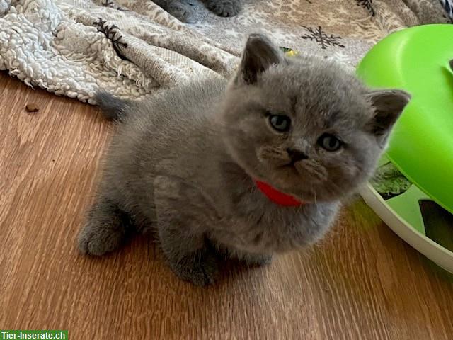Bild 7: Bezaubernde BKH Kitten in beliebter Farbe blue zu verkaufen