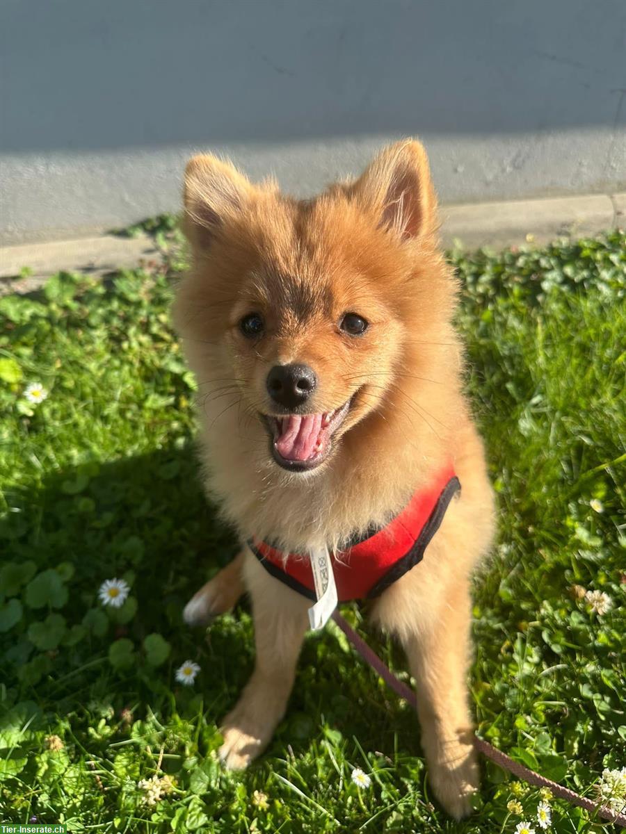 Junger Pomeranian/Zwergspitz Rüde zu verkaufen