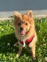 Junger Pomeranian/Zwergspitz Rüde zu verkaufen