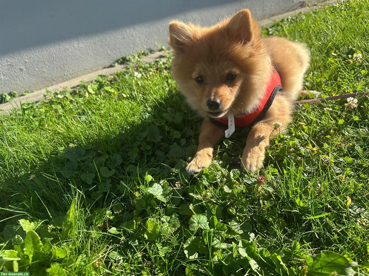 Bild 2: Junger Pomeranian/Zwergspitz Rüde zu verkaufen