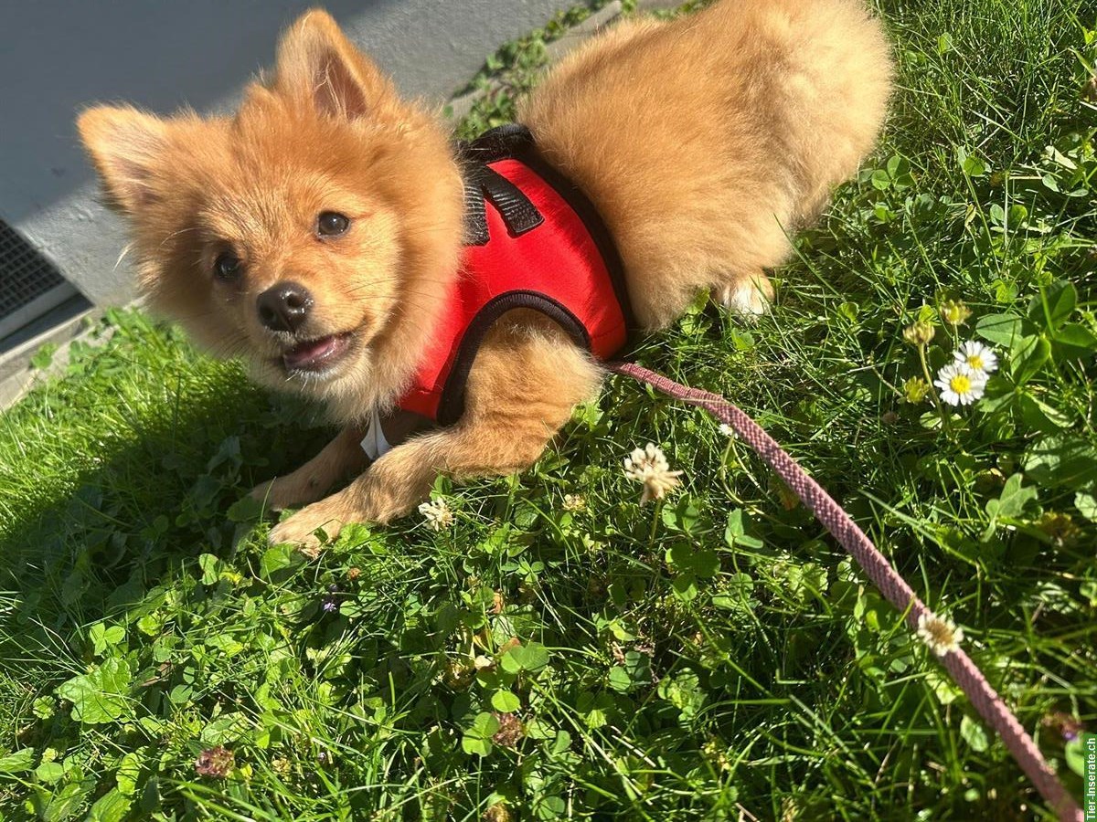 Bild 3: Junger Pomeranian/Zwergspitz Rüde zu verkaufen