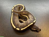 1.0 Python Regius, Königspython zu verkaufen