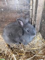 Zwergkaninchen Löwenköpfchen an guten Platz abzugeben