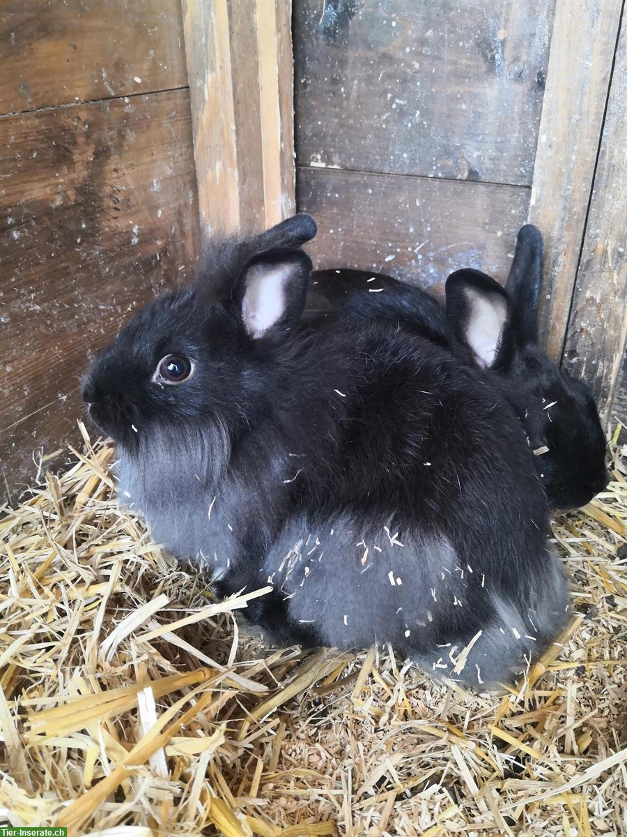 Bild 2: Zwergkaninchen Löwenköpfchen an guten Platz abzugeben
