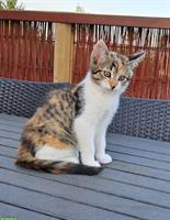 Mischling Kätzchen, 1/4 Maine Coon, Freigänger