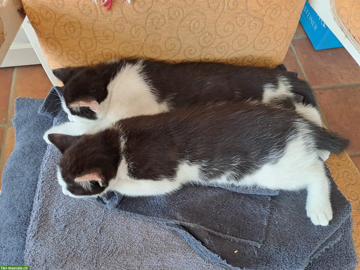 Bild 2: Mischling Kätzchen, 1/4 Maine Coon, Freigänger