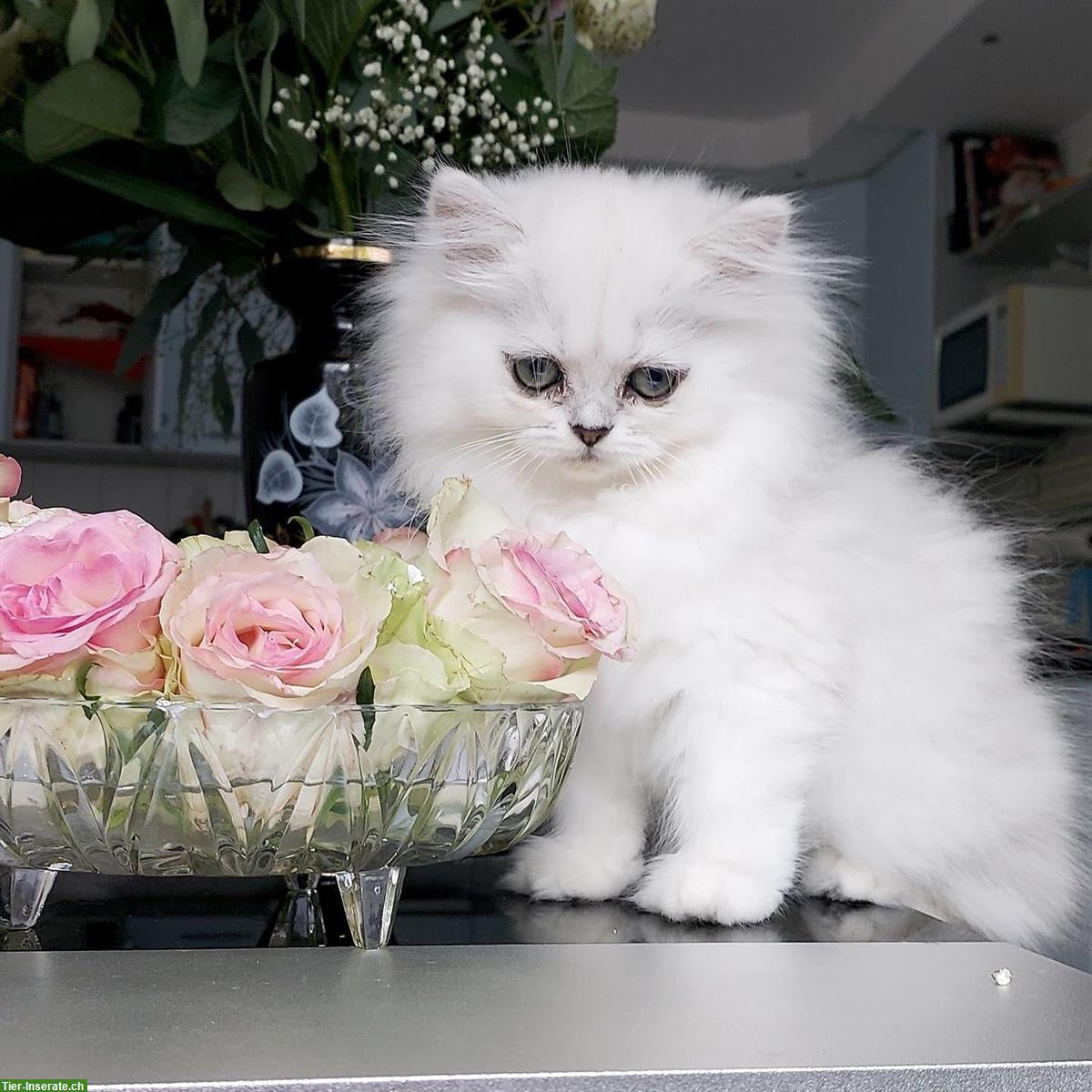 Reinrassige Perser Kätzchen chinchilla