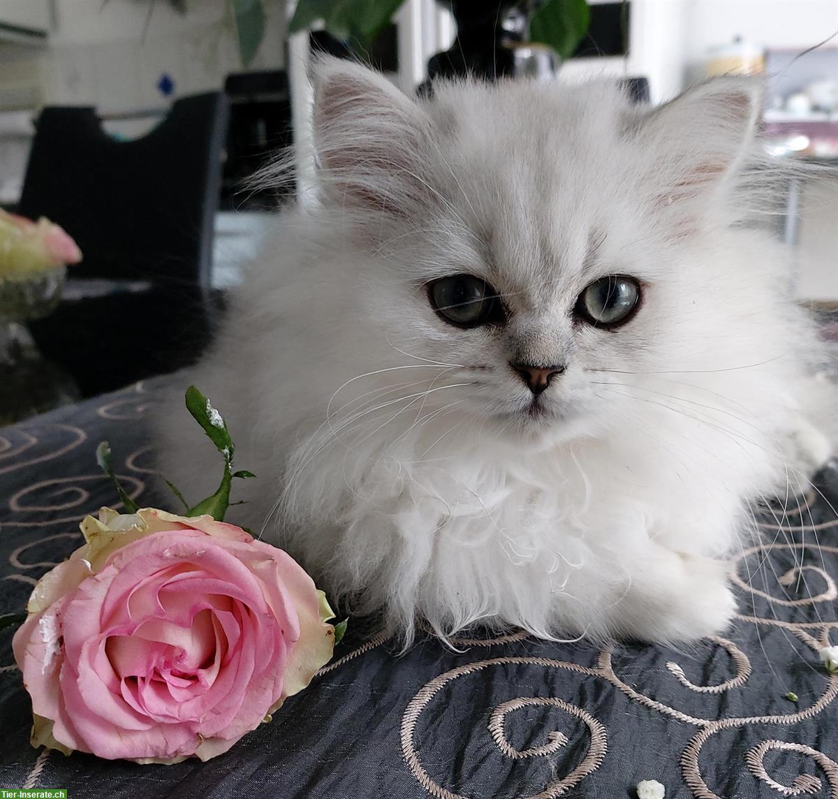 Bild 2: Reinrassige Perser Kätzchen chinchilla