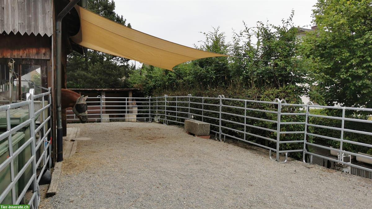 Bild 9: Haus für Familie mit Kindern und 2 Kleinpferden in Lostorf SO