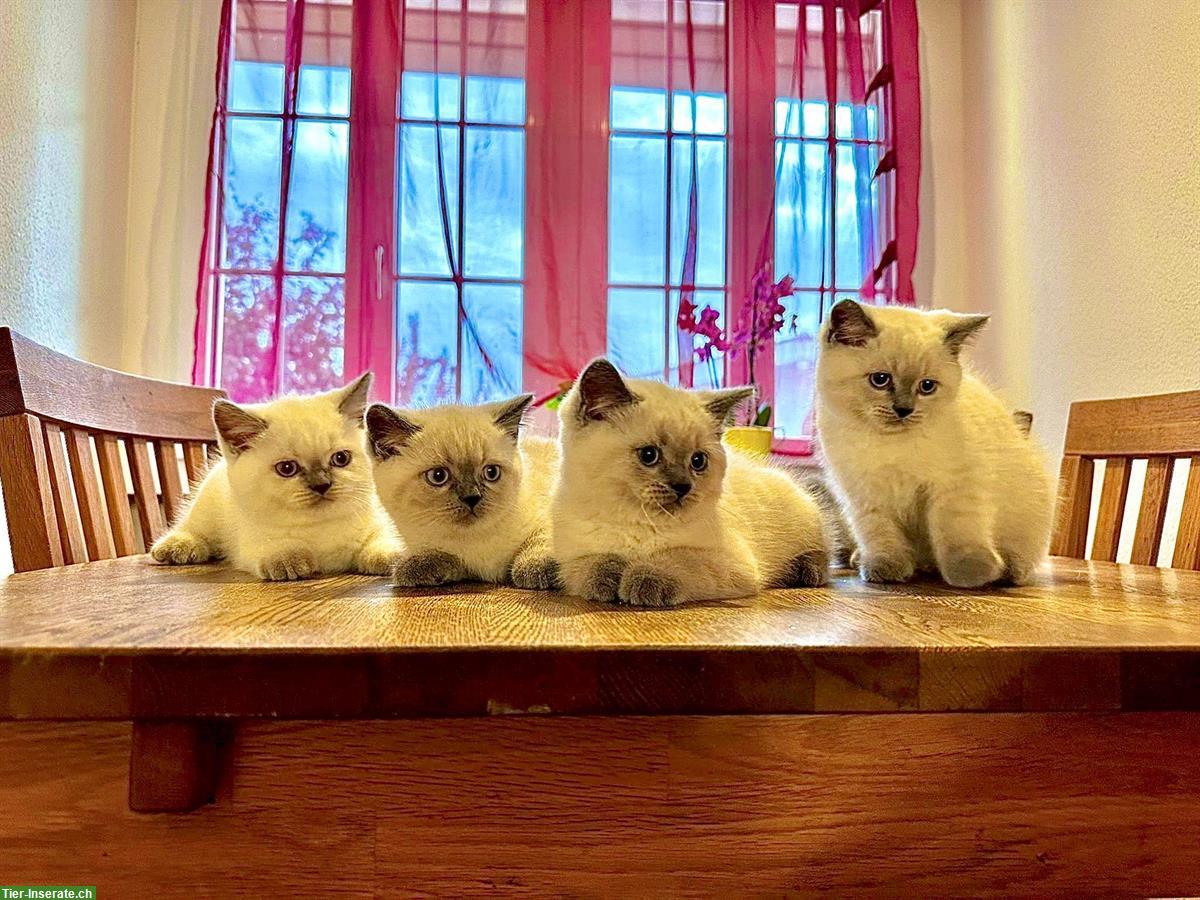 Zauberhafte Britisch Kurzhaar Babykatzen suchen liebes Zuhause