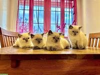 Zauberhafte Britisch Kurzhaar Babykatzen suchen liebes Zuhause