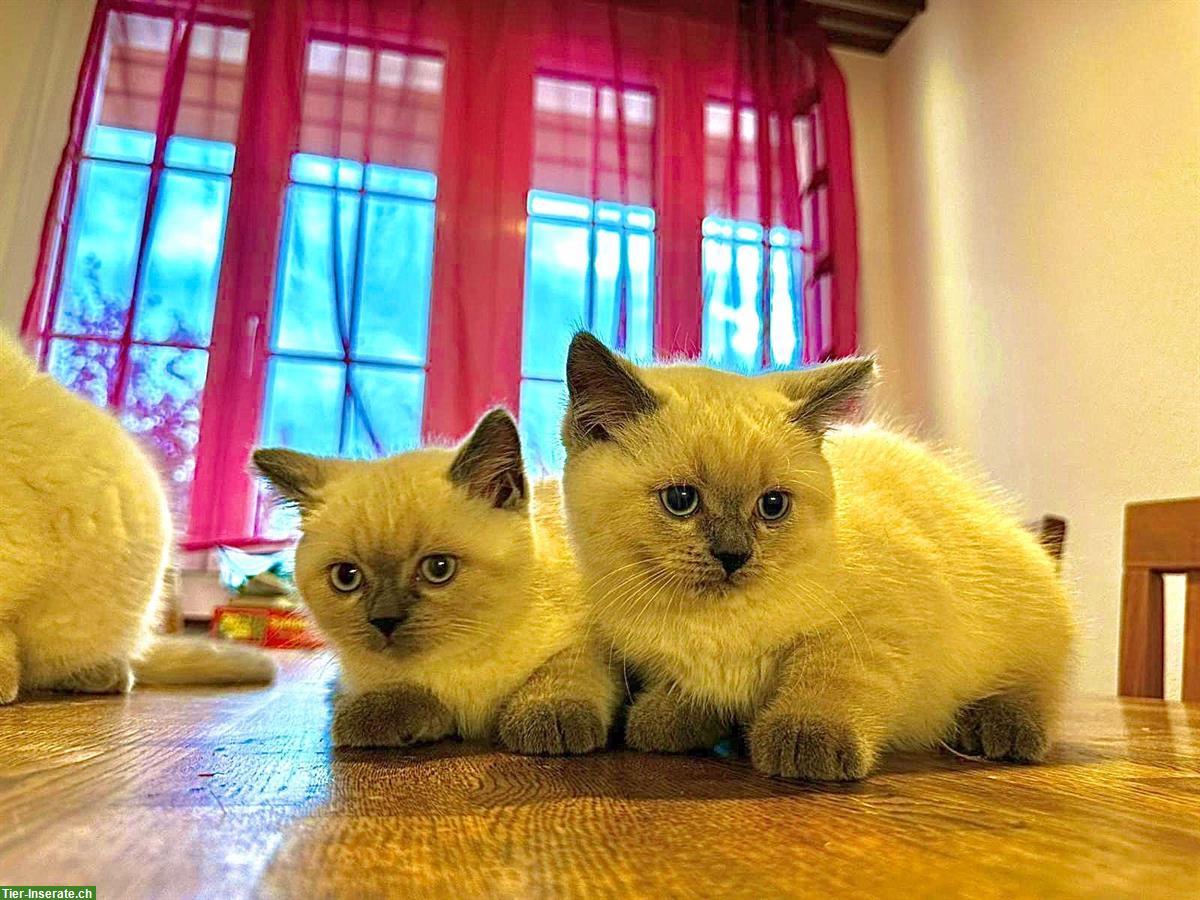 Bild 2: Zauberhafte Britisch Kurzhaar Babykatzen suchen liebes Zuhause