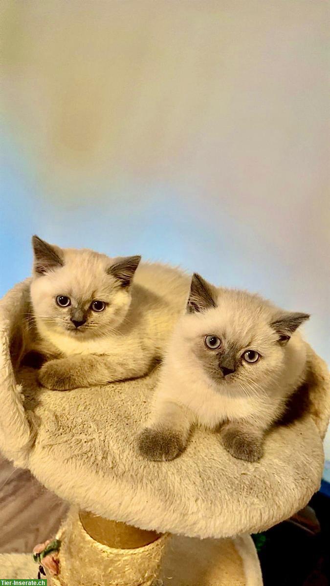 Bild 4: Zauberhafte Britisch Kurzhaar Babykatzen suchen liebes Zuhause