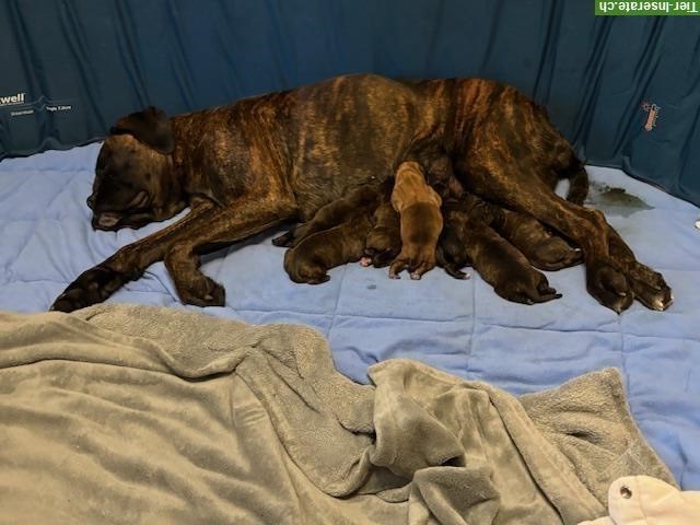 Boxer Welpen zu verkaufen