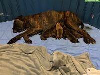 Boxer Welpen zu verkaufen