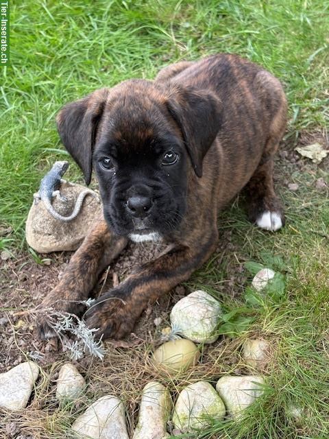 Bild 3: Boxer Welpen zu verkaufen