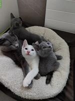 Russisch blau und weiss Kitten mit Stammbaum