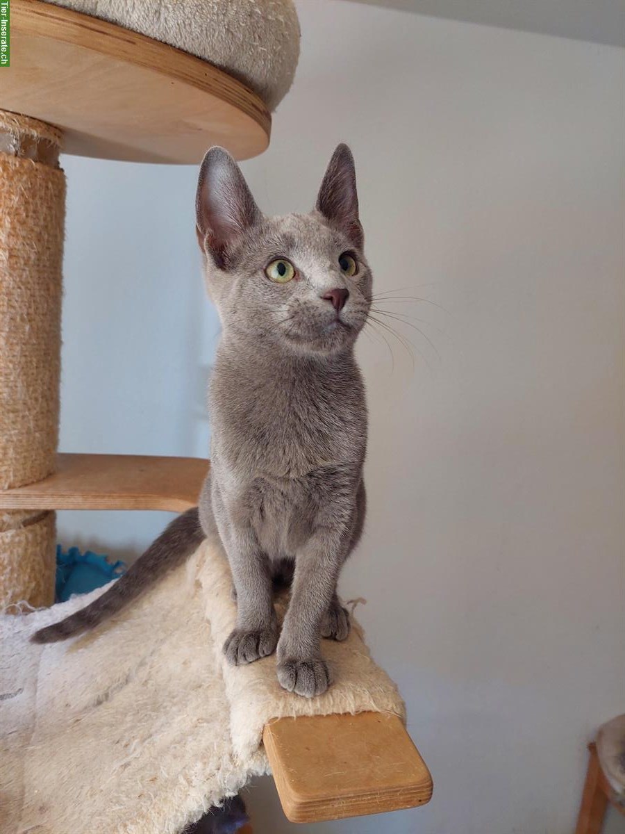 Bild 2: Russisch blau und weiss Kitten mit Stammbaum