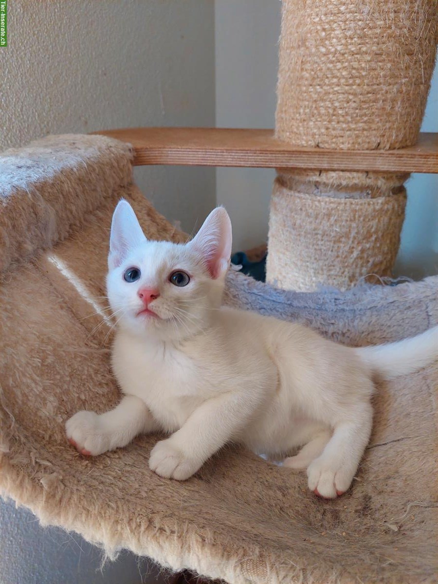 Bild 3: Russisch blau und weiss Kitten mit Stammbaum