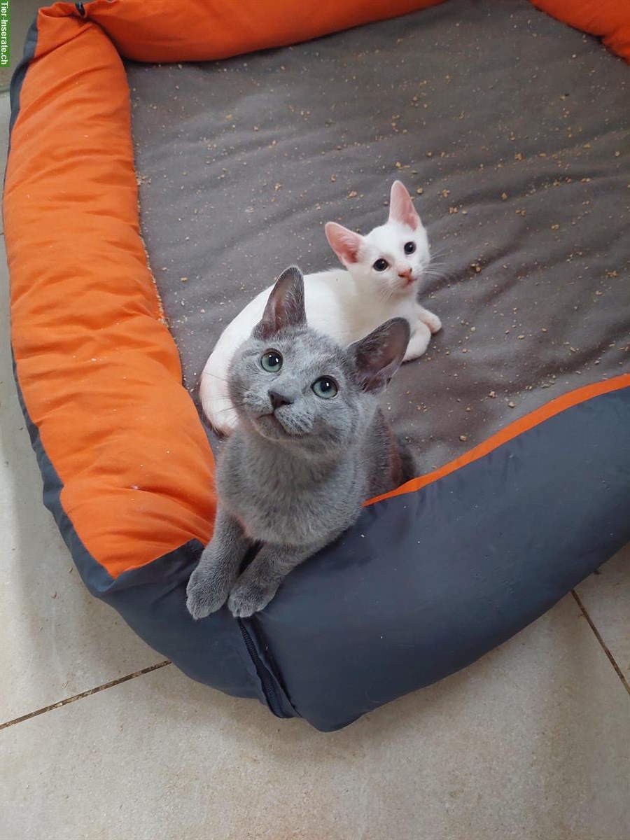 Bild 4: Russisch blau und weiss Kitten mit Stammbaum