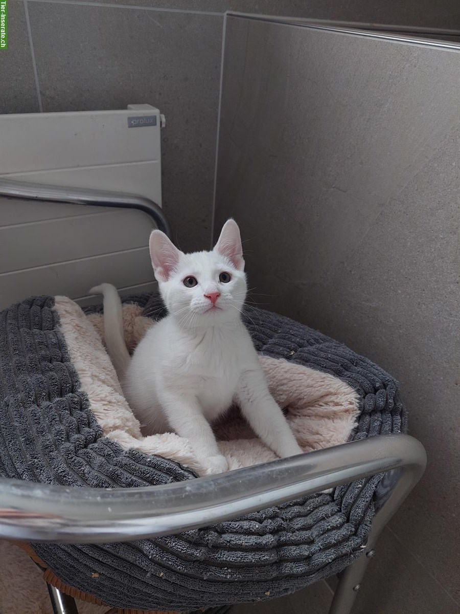 Bild 5: Russisch blau und weiss Kitten mit Stammbaum