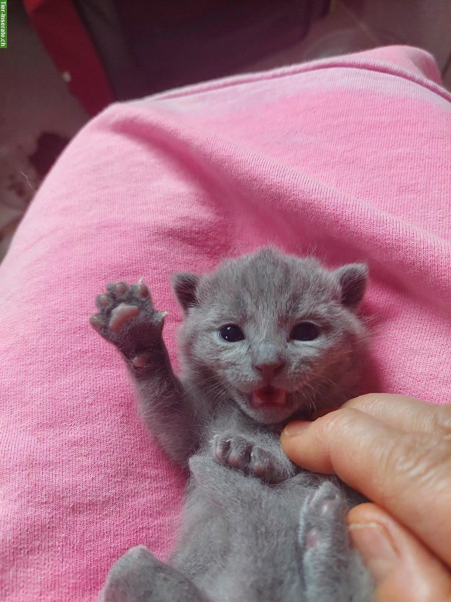Bild 6: Russisch blau und weiss Kitten mit Stammbaum