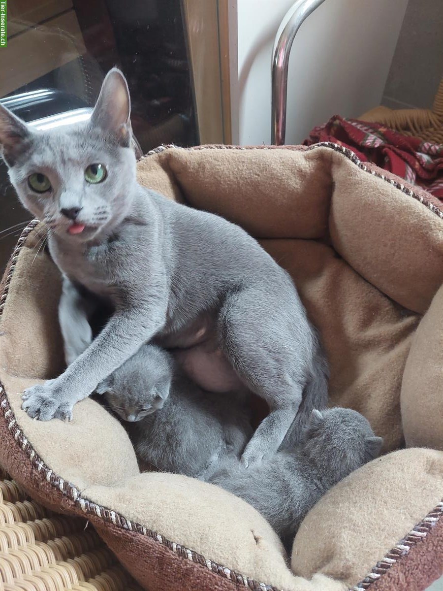 Bild 7: Russisch blau und weiss Kitten mit Stammbaum