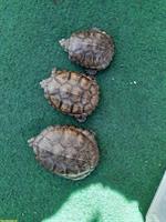 Europäische Sumpfschildkröten (Emys orbicularis) zu verkaufen