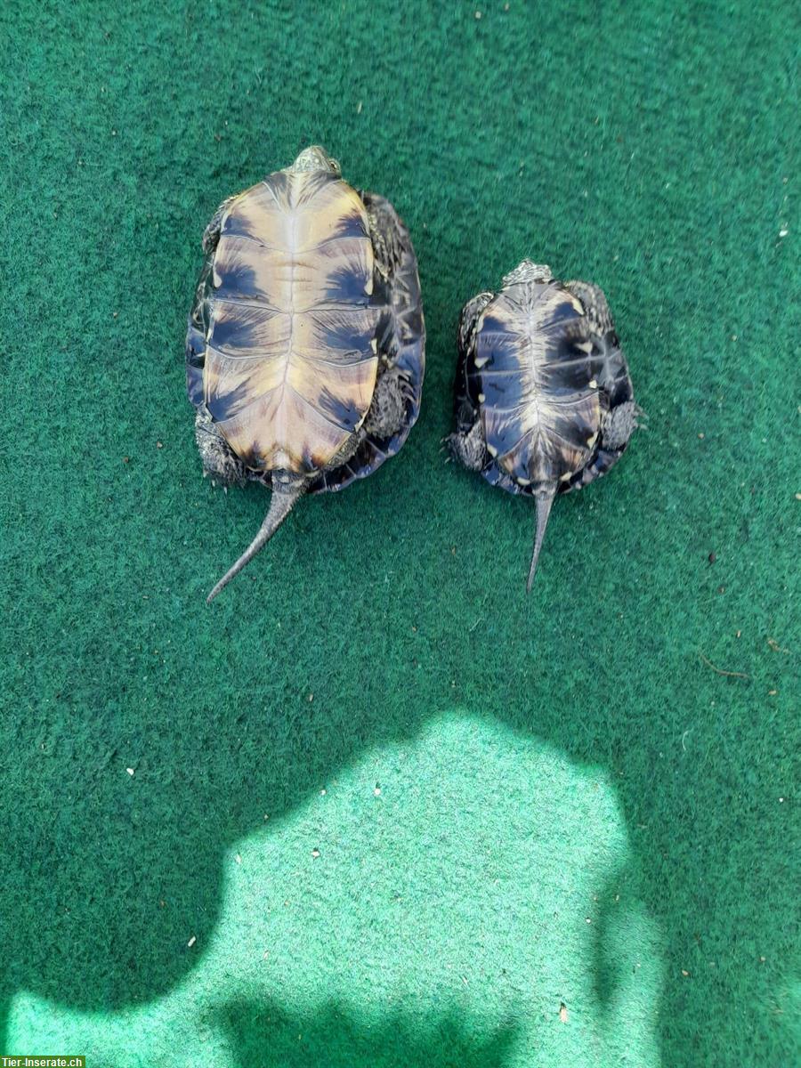Bild 2: Europäische Sumpfschildkröten (Emys orbicularis) zu verkaufen