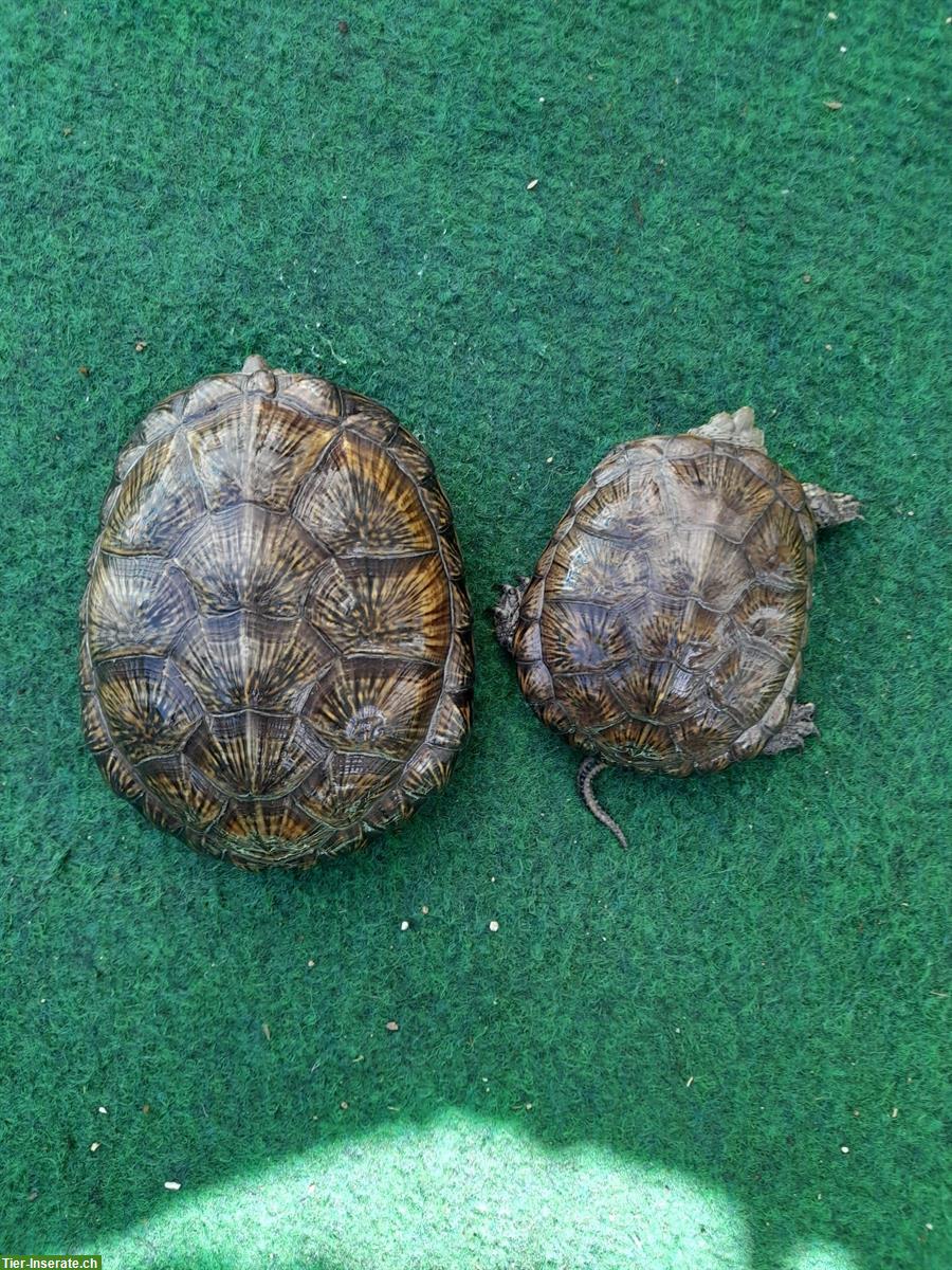 Bild 3: Europäische Sumpfschildkröten (Emys orbicularis) zu verkaufen